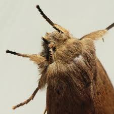 Attēlu rezultāti vaicājumam “Orthosia cruda”