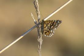 Attēlu rezultāti vaicājumam “Chiasmia clathrata”