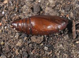 Attēlu rezultāti vaicājumam “Cleora cinctaria”