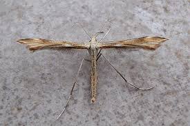 Attēlu rezultāti vaicājumam “Gillmeria pallidactyla”