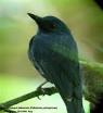Bird Details