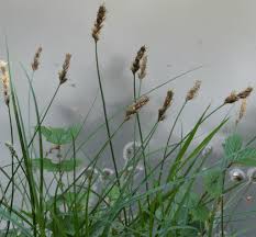 Attēlu rezultāti vaicājumam “Carex disticha”