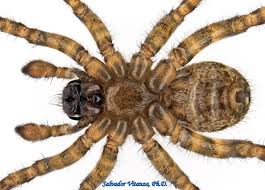 Attēlu rezultāti vaicājumam “Arachnida”