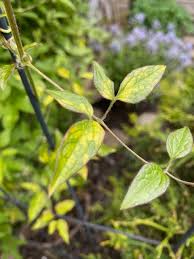 Attēlu rezultāti vaicājumam “Clematis leaf”