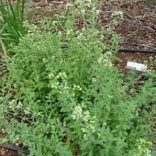 Attēlu rezultāti vaicājumam “Origanum majorana flower”