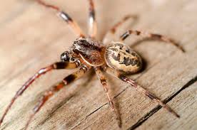 Attēlu rezultāti vaicājumam “Larinioides cornutus”