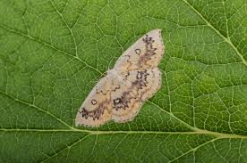 Attēlu rezultāti vaicājumam “Cyclophora annularia”