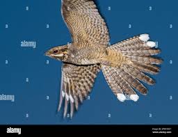 Attēlu rezultāti vaicājumam “Caprimulgus europaeus adult”