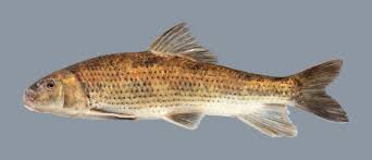 Image result for Minytrema melanops