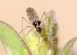 Attēlu rezultāti vaicājumam “Dicyphus nymph”