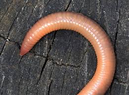 Attēlu rezultāti vaicājumam “Lumbricus terrestris”