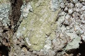 Attēlu rezultāti vaicājumam “Pertusaria flavida”