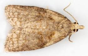 Attēlu rezultāti vaicājumam “Capua vulgana”