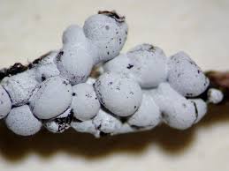 Attēlu rezultāti vaicājumam “Physarum diderma macro”