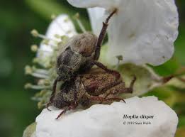 Attēlu rezultāti vaicājumam “Hoplia parvula imago”