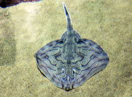 Image result for Raja undulata