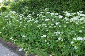 Attēlu rezultāti vaicājumam “Aegopodium podagraria flower”