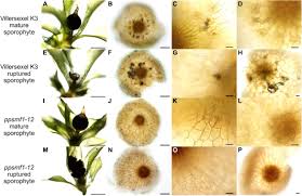 Attēlu rezultāti vaicājumam “Sphagnum centrale sporophyte”