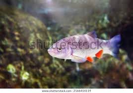 Image result for Squalius cephalus