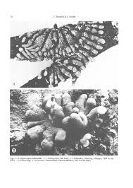 Attēlu rezultāti vaicājumam “Hypocreopsis lichenoides”