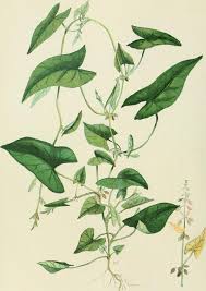 Attēlu rezultāti vaicājumam “Fallopia convolvulus”