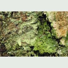 Attēlu rezultāti vaicājumam “Lepraria incana”