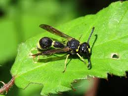 Attēlu rezultāti vaicājumam “Eumenes sp.”