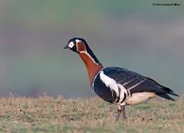 Image result for Branta ruficollis