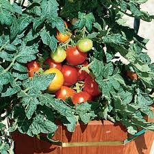 Attēlu rezultāti vaicājumam “Lycopersicon esculentum”