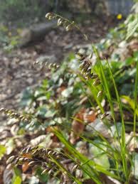 Attēlu rezultāti vaicājumam “Melica nutans flower”