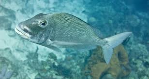 Image result for Calamus bajonado