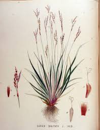 Attēlu rezultāti vaicājumam “Carex digitata”