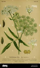 Attēlu rezultāti vaicājumam “Sium latifolium fruit”