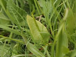 Attēlu rezultāti vaicājumam “Ophioglossum vulgatum”