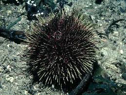 Image result for Strongylocentrotus droebachiensis