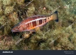 Image result for Serranus atricauda