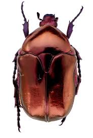 Attēlu rezultāti vaicājumam “Potosia cuprea”