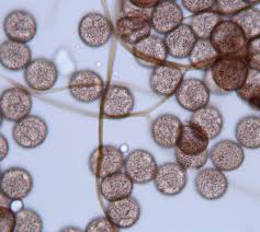 Attēlu rezultāti vaicājumam “Lamproderma elasticum macro”