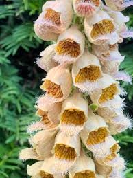 Image result for Digitalis ferruginea