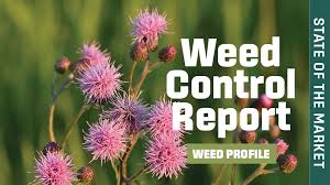 Attēlu rezultāti vaicājumam “Cirsium arvense”