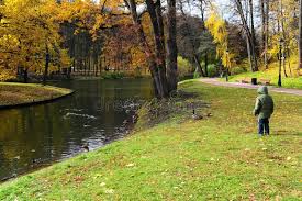 Attēlu rezultāti vaicājumam “Populus x lettland”