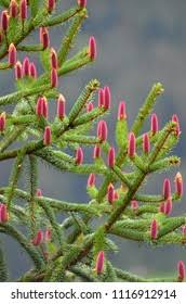 Attēlu rezultāti vaicājumam “Picea abies male flower”