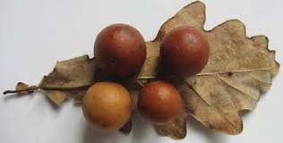 Attēlu rezultāti vaicājumam “Cynips quercusfolii”