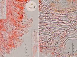 Attēlu rezultāti vaicājumam “Porotheleum fimbriatum”