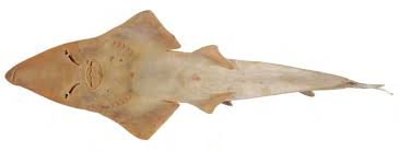 Image result for Rhynchobatus djiddensis