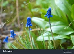 Attēlu rezultāti vaicājumam “Muscari botryoides”