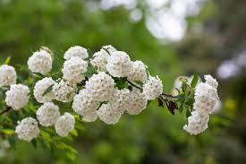 Attēlu rezultāti vaicājumam “Spiraea chamaedryfolia flower”