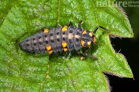 Attēlu rezultāti vaicājumam “Coccinella septempunctata larva”