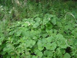 Attēlu rezultāti vaicājumam “Petasites spurius”