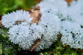 Attēlu rezultāti vaicājumam “Cribraria purpurea”